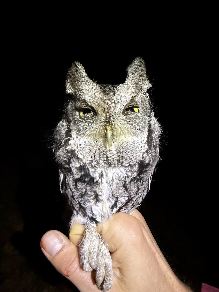 Eastern Screech-Owl - ML645489727