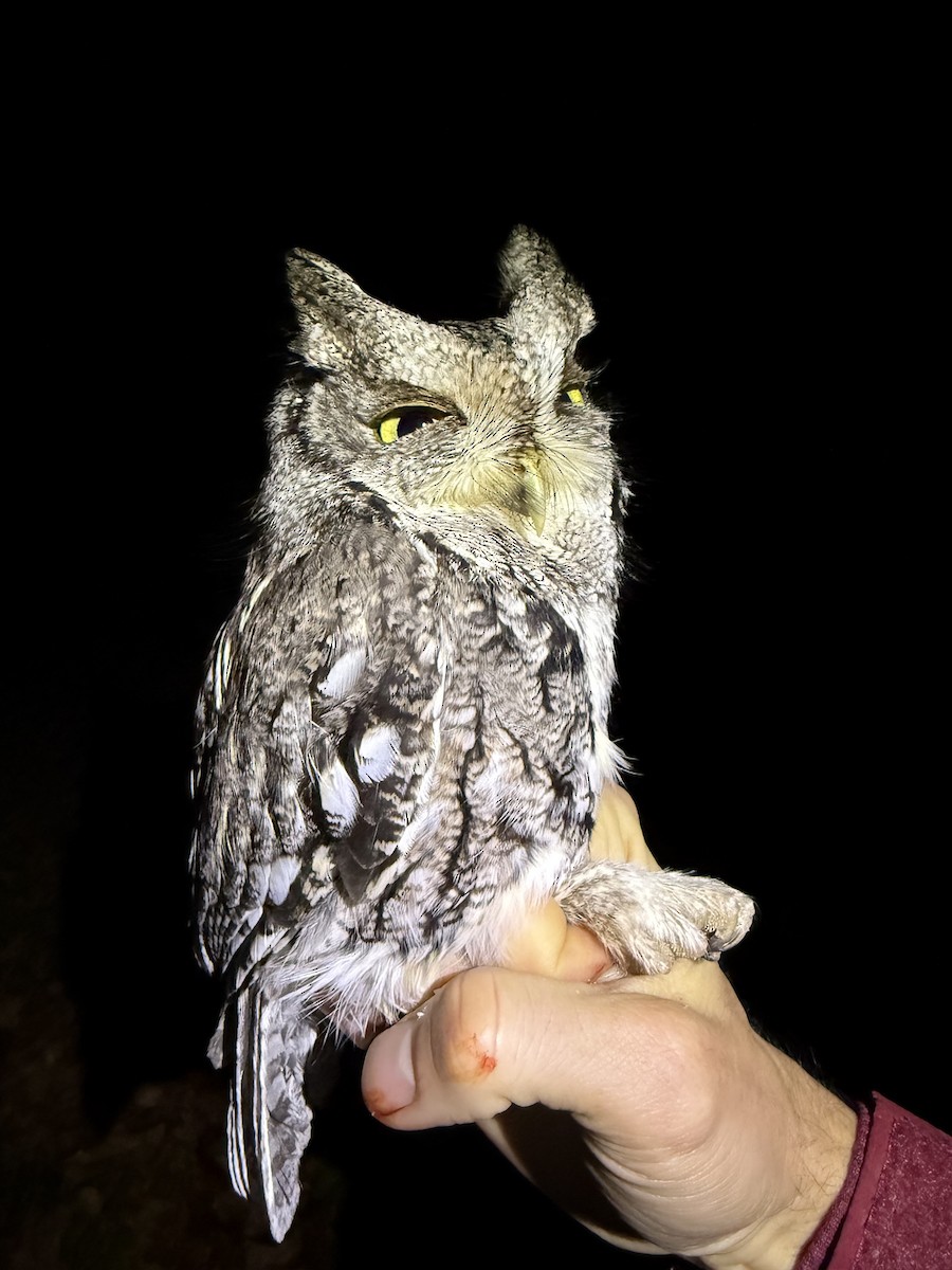 Eastern Screech-Owl - ML645489728