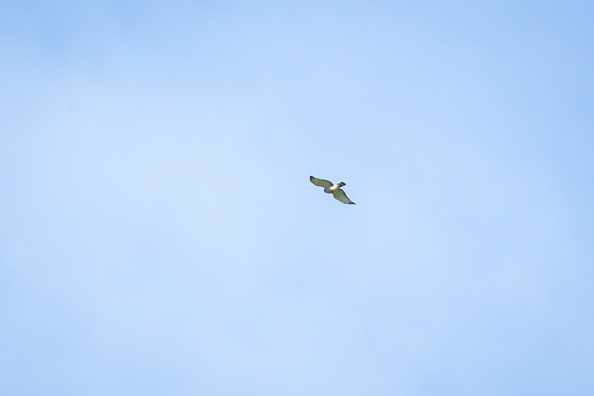 Канюк ширококрилий - ML645489733