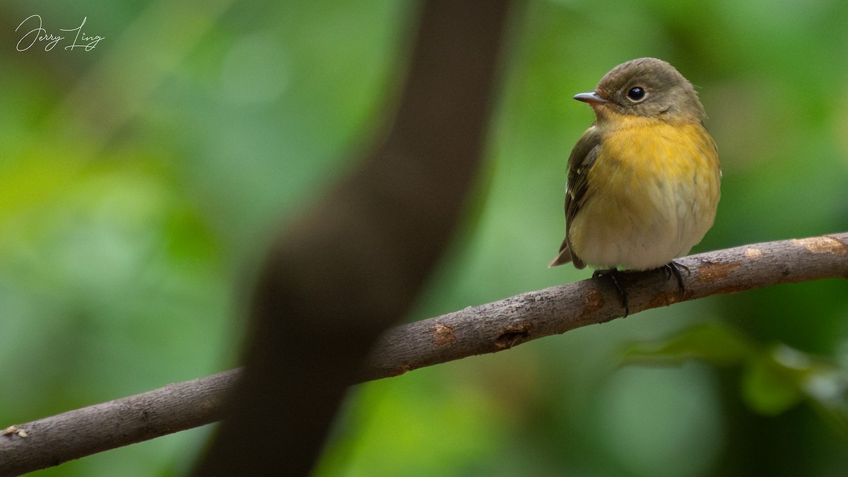 ムギマキ - ML645489735