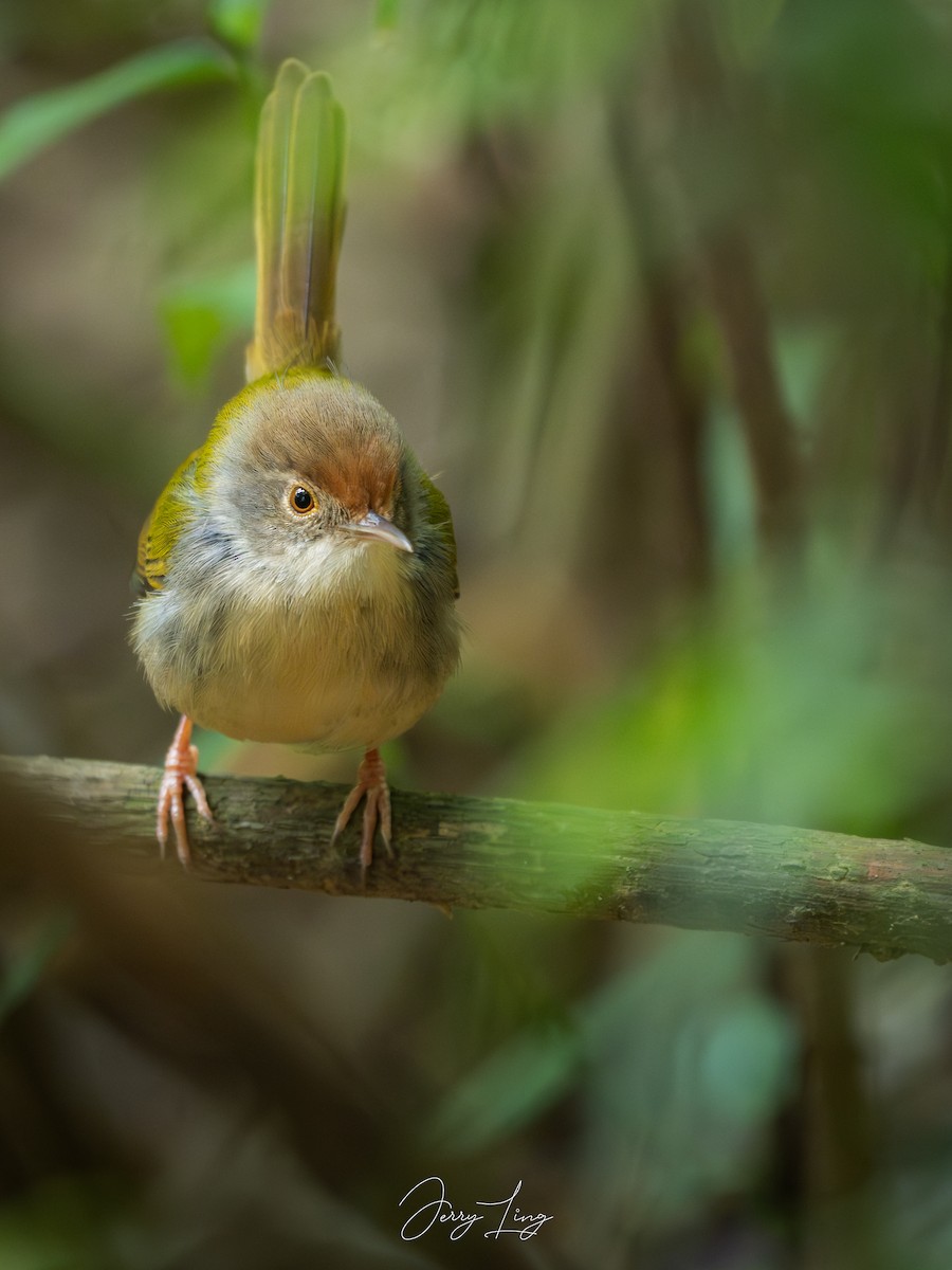 Common Tailorbird - ML645489741