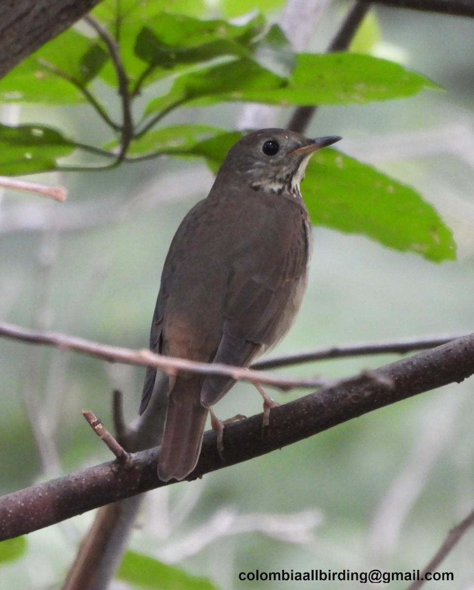 gråkinnskogtrost - ML645489744