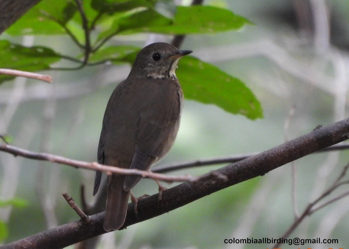 gråkinnskogtrost - ML645489747