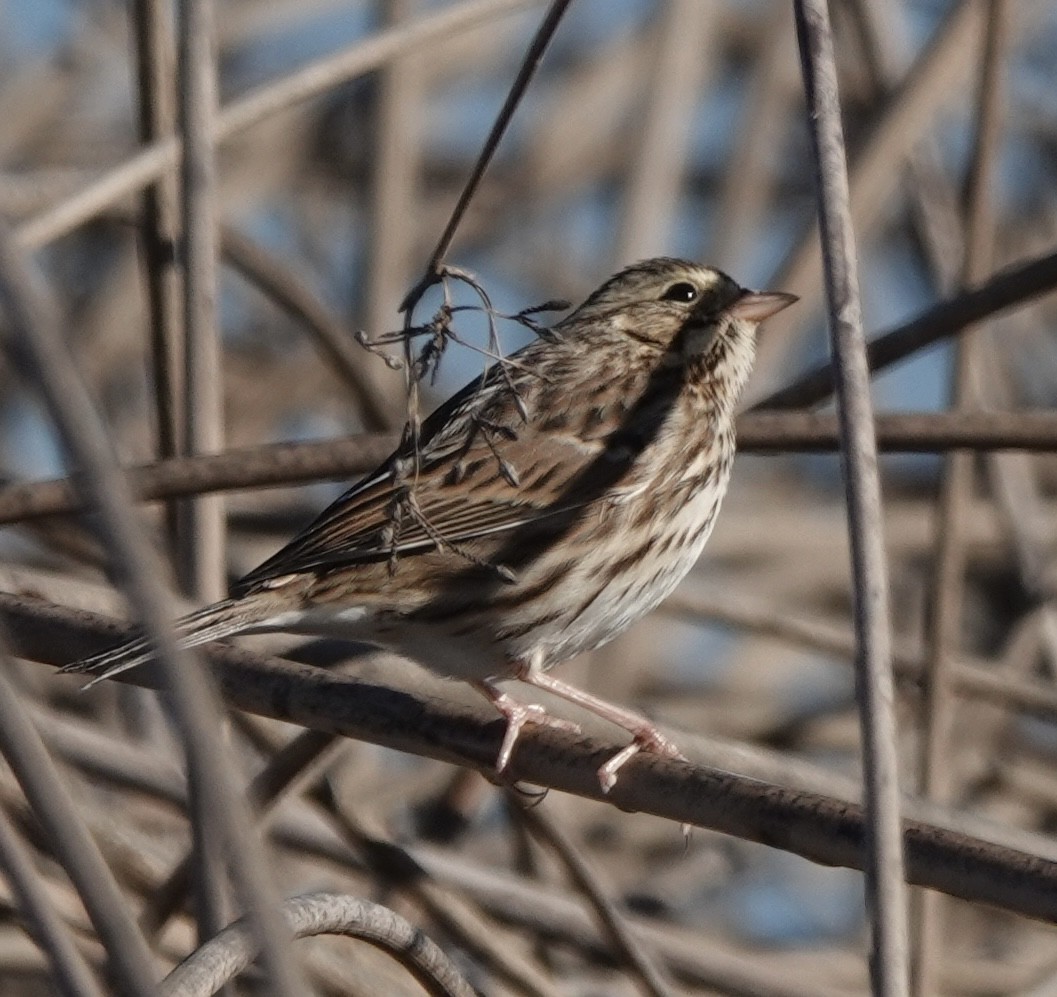 Savannah Sparrow - ML645489748
