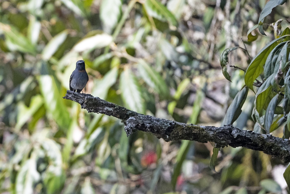 Rufous-gorgeted Flycatcher - ML645489749