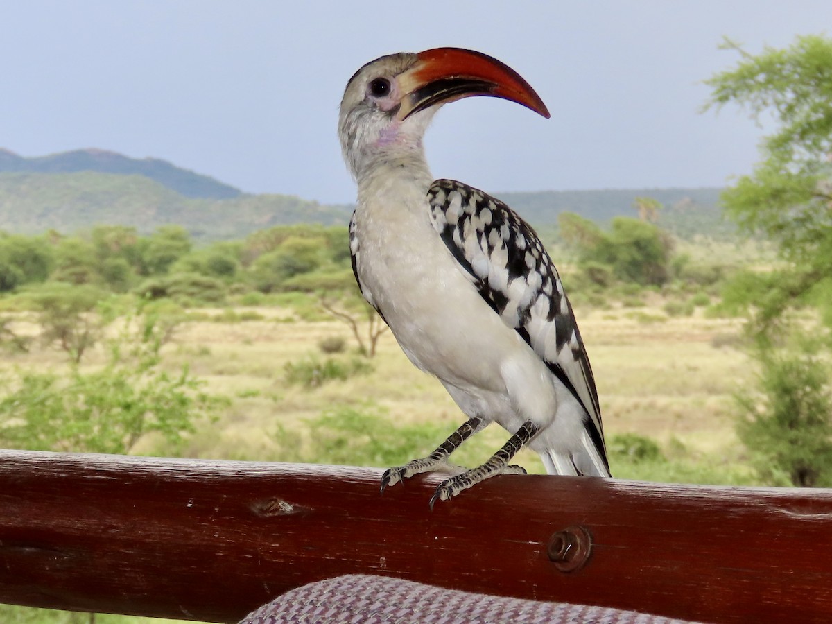 Von der Decken's Hornbill - ML645489750