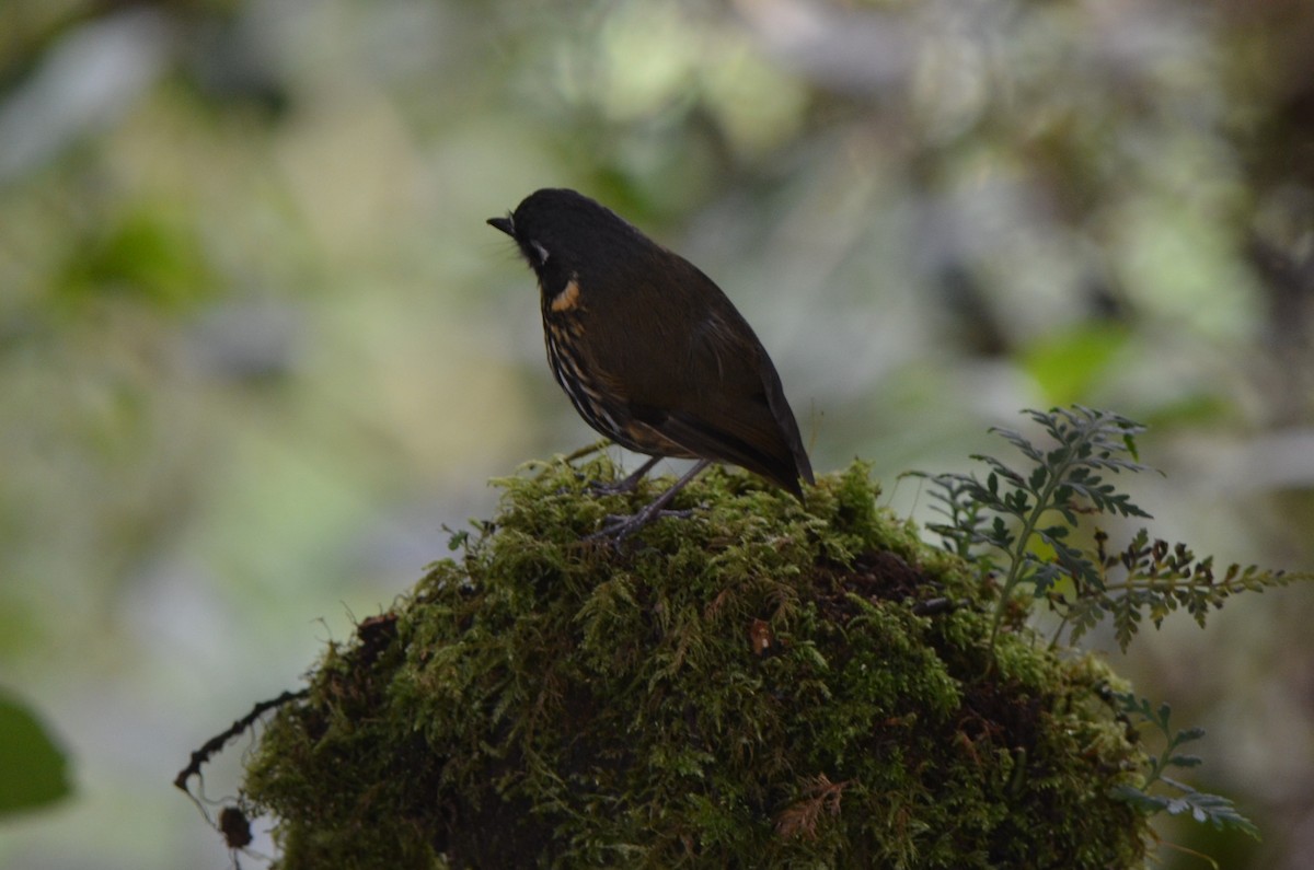 Crescent-faced Antpitta - ML645489753