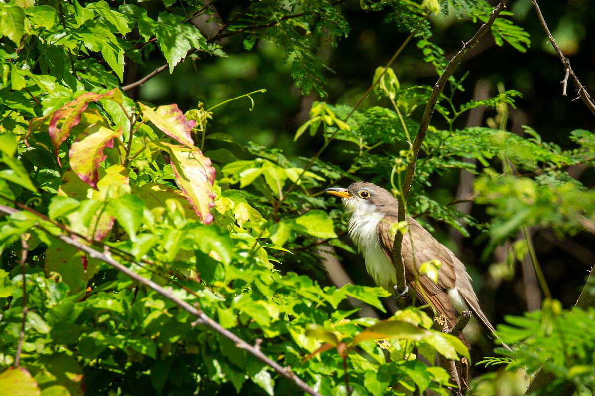 Yellow-billed Cuckoo - ML645489754