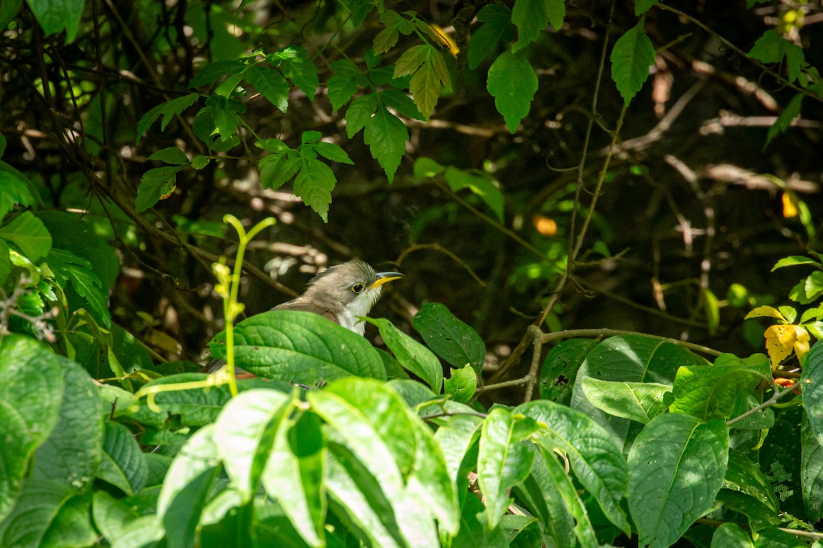 Yellow-billed Cuckoo - ML645489755