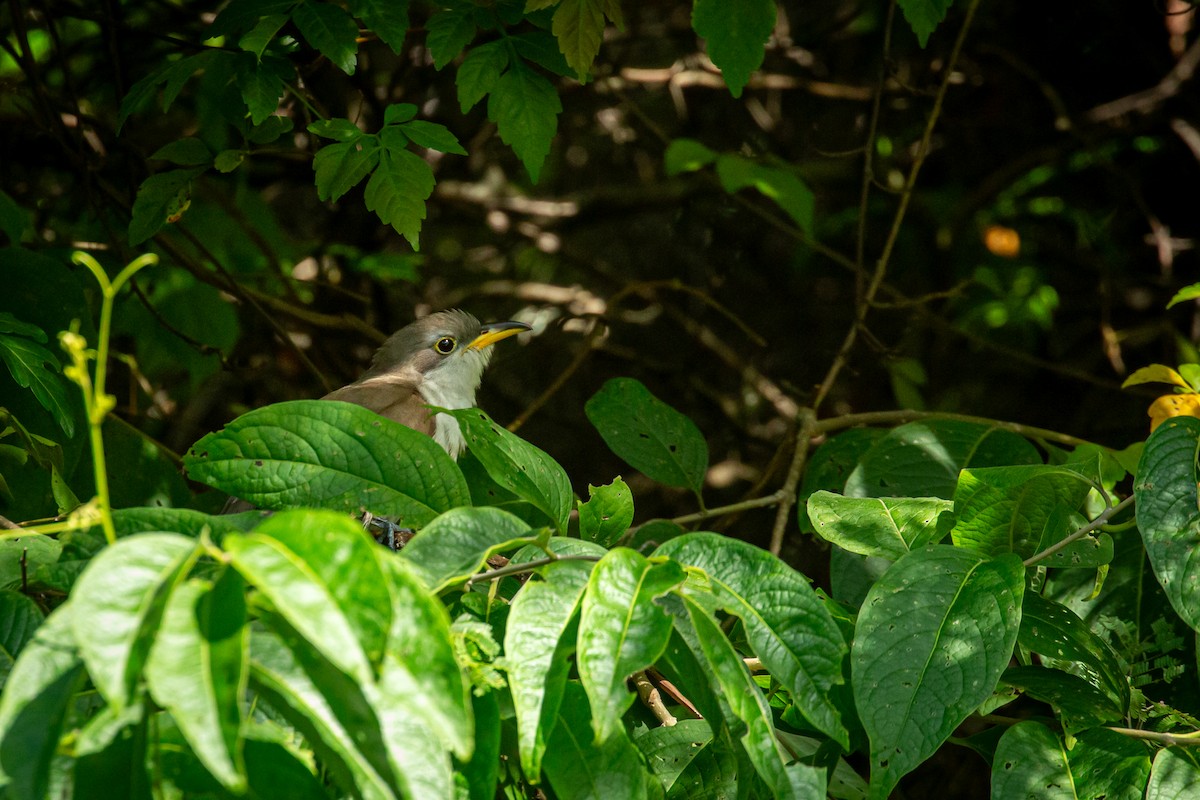 Yellow-billed Cuckoo - ML645489756