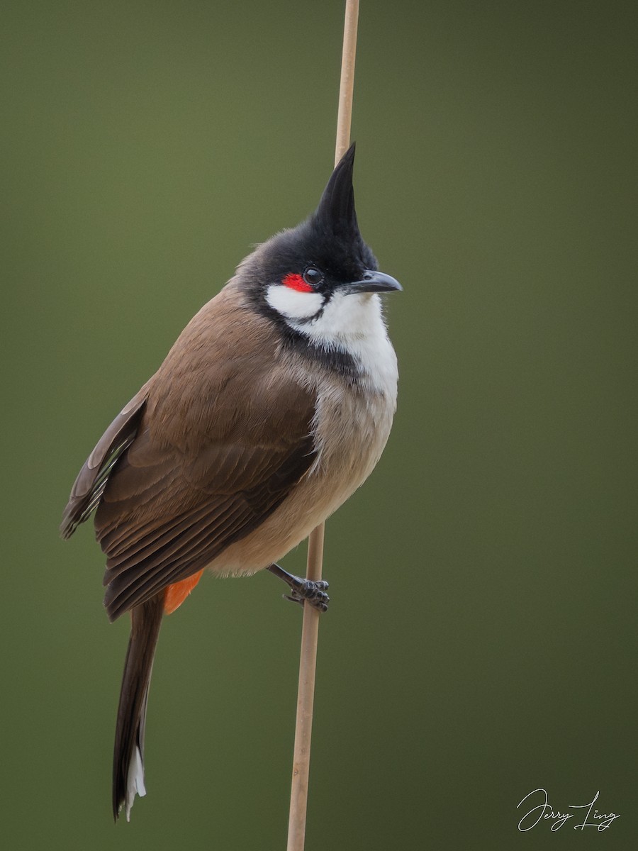 Red-whiskered Bulbul - ML645489757
