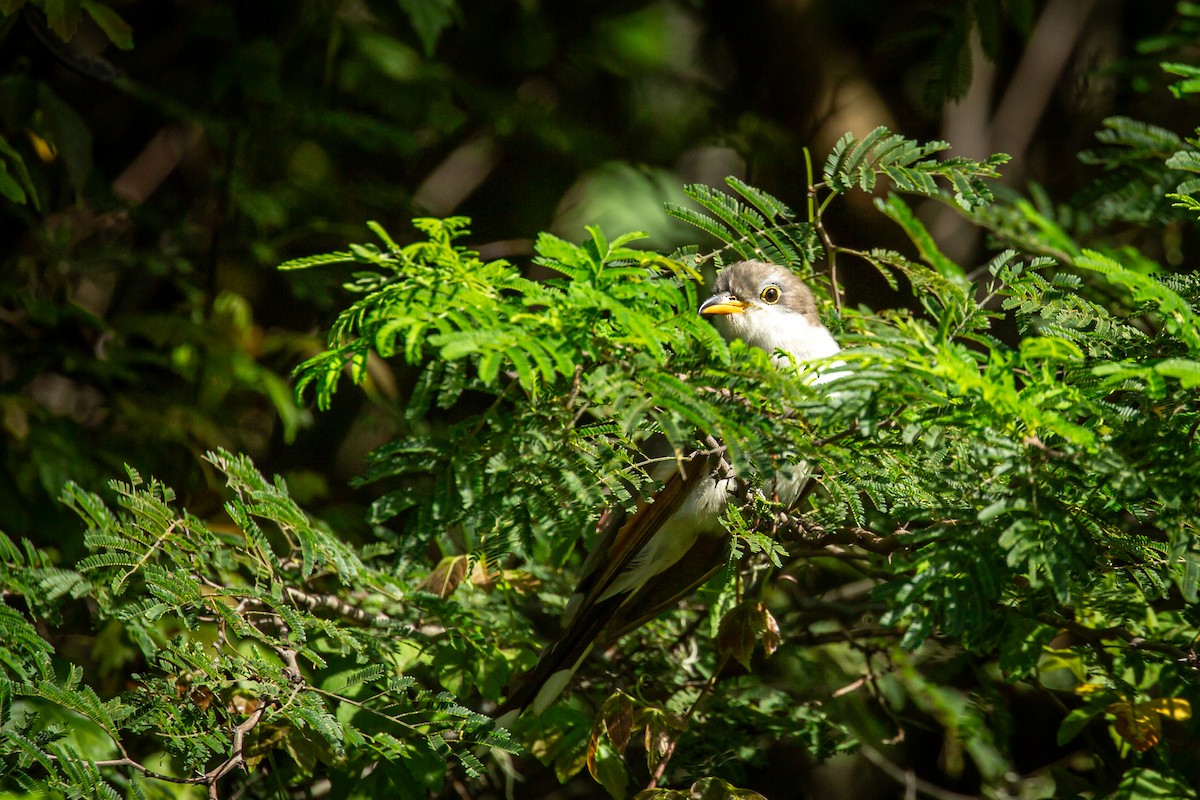 Yellow-billed Cuckoo - ML645489758