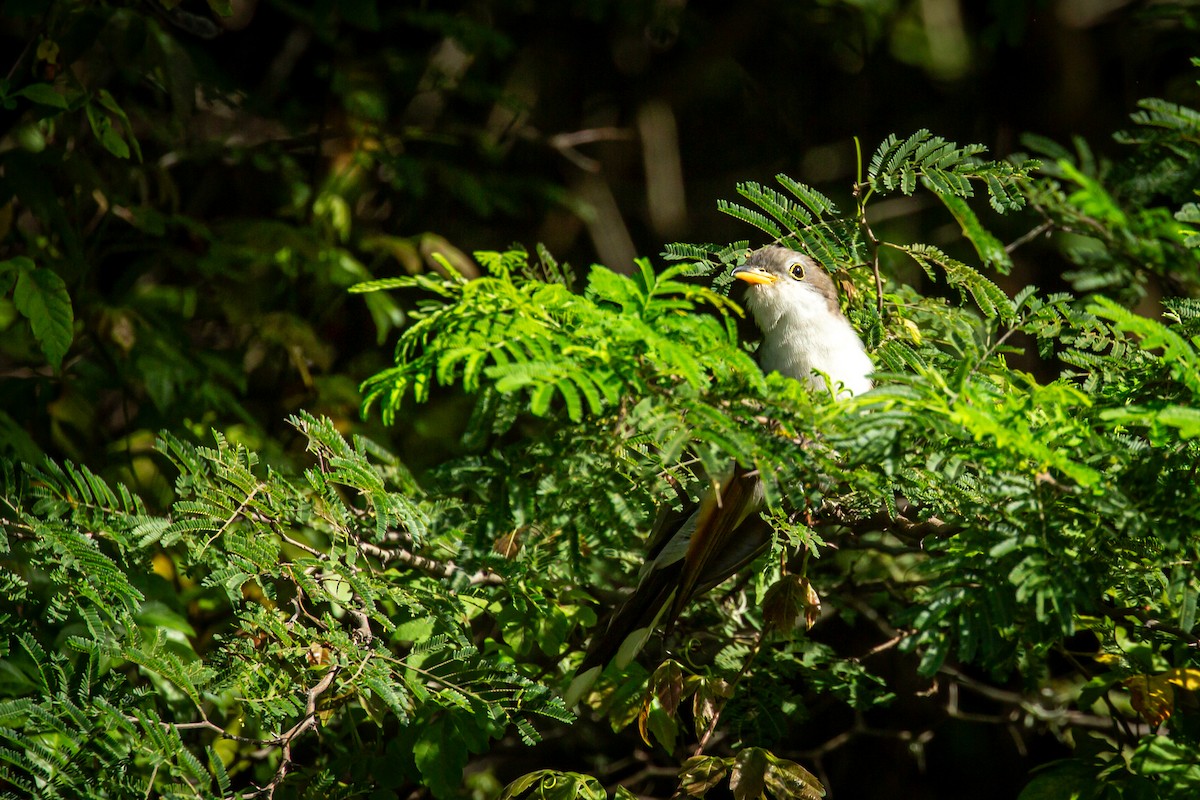 Yellow-billed Cuckoo - ML645489759