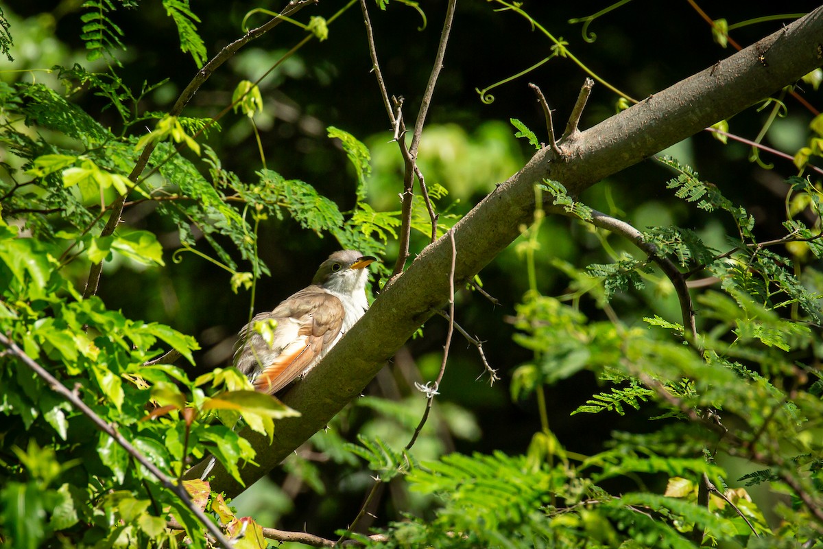 Yellow-billed Cuckoo - ML645489760