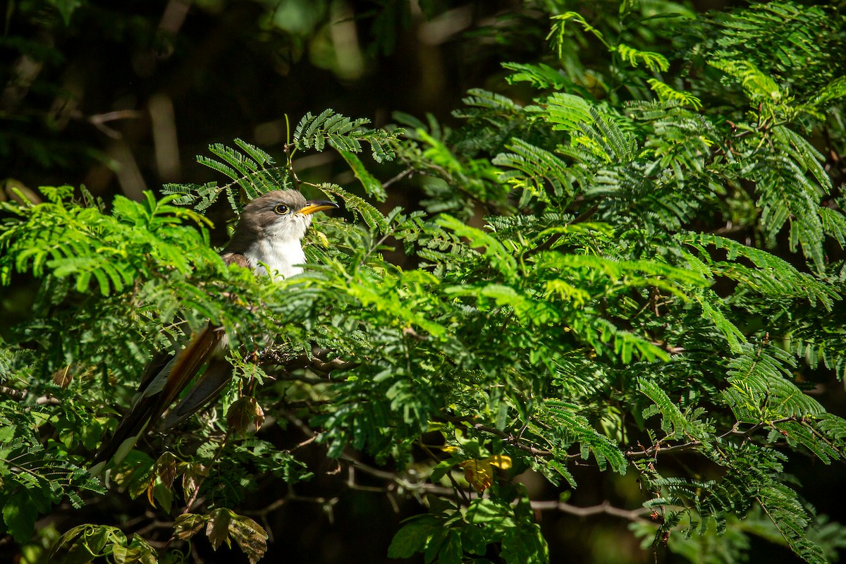 Yellow-billed Cuckoo - ML645489761