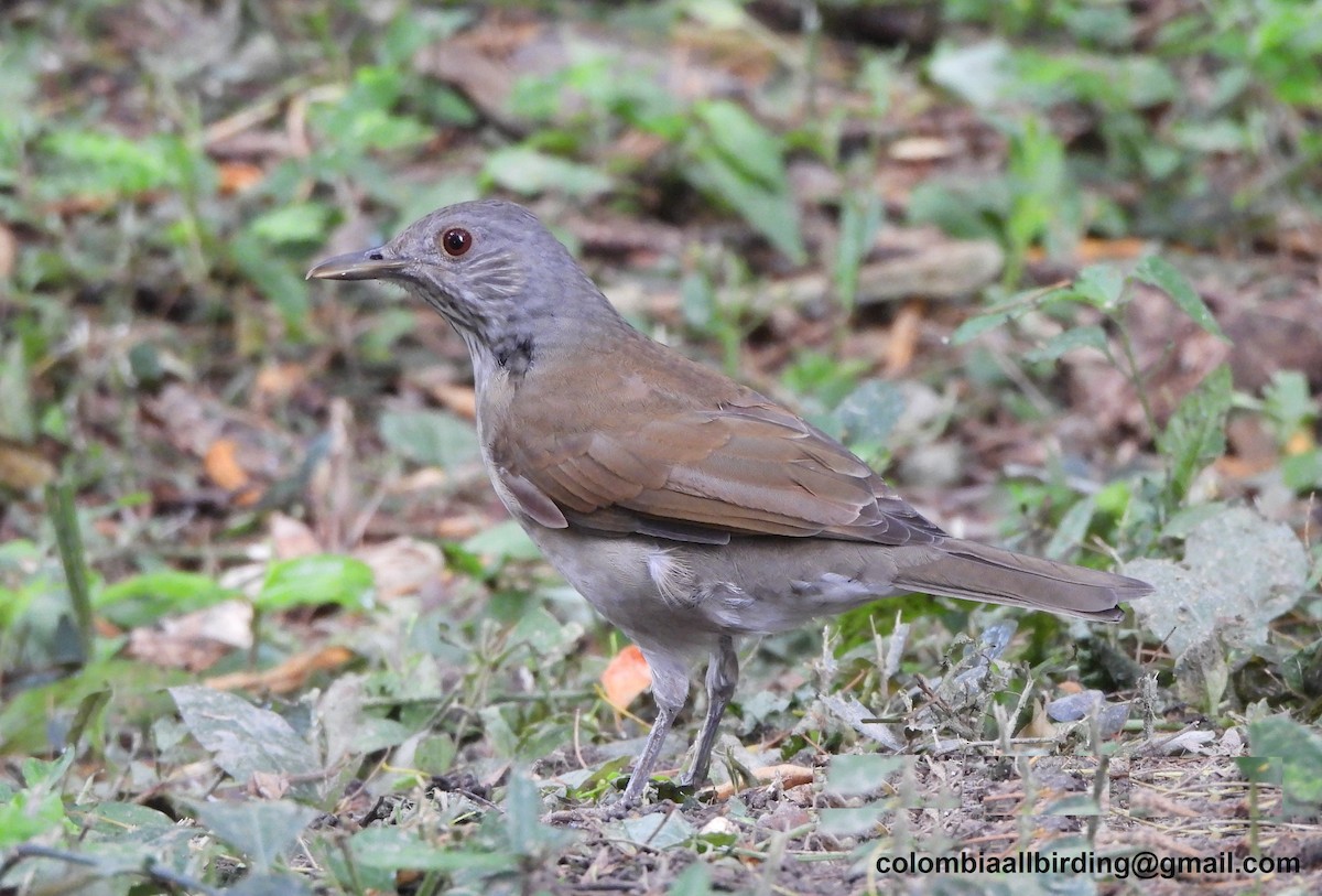 Pale-breasted Thrush - ML645489762