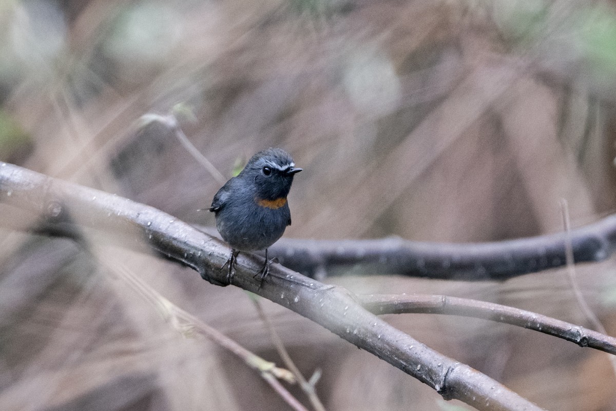 Rufous-gorgeted Flycatcher - ML645489763