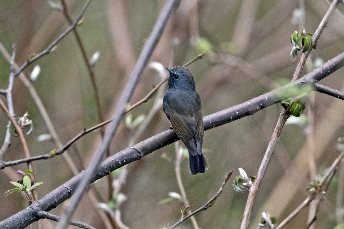 Rufous-gorgeted Flycatcher - ML645489764