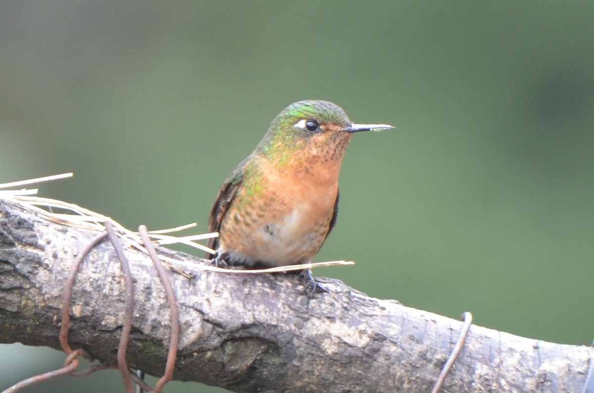 Tyrian Metaltail - ML645489765