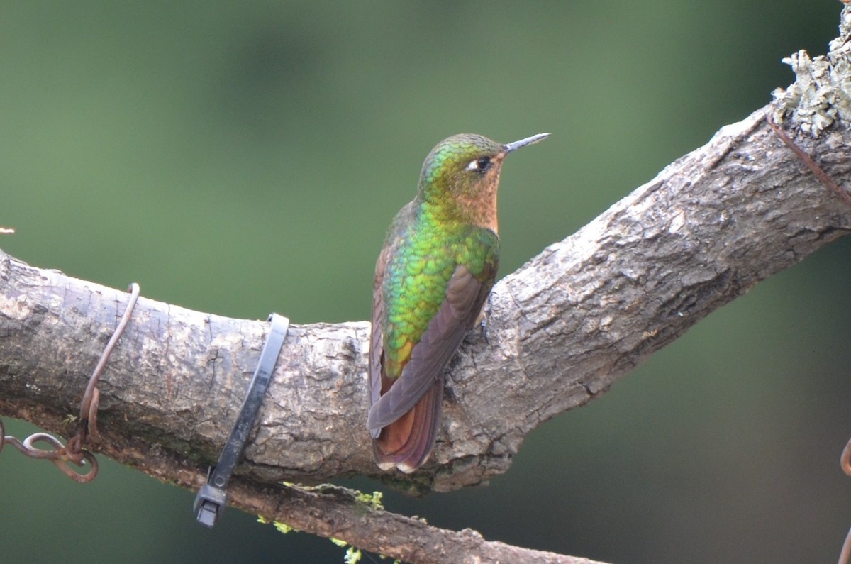 Tyrian Metaltail - ML645489766