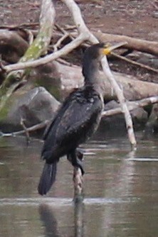 Great Cormorant - ML645489767