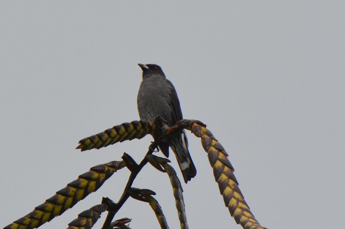 Red-crested Cotinga - ML645489768