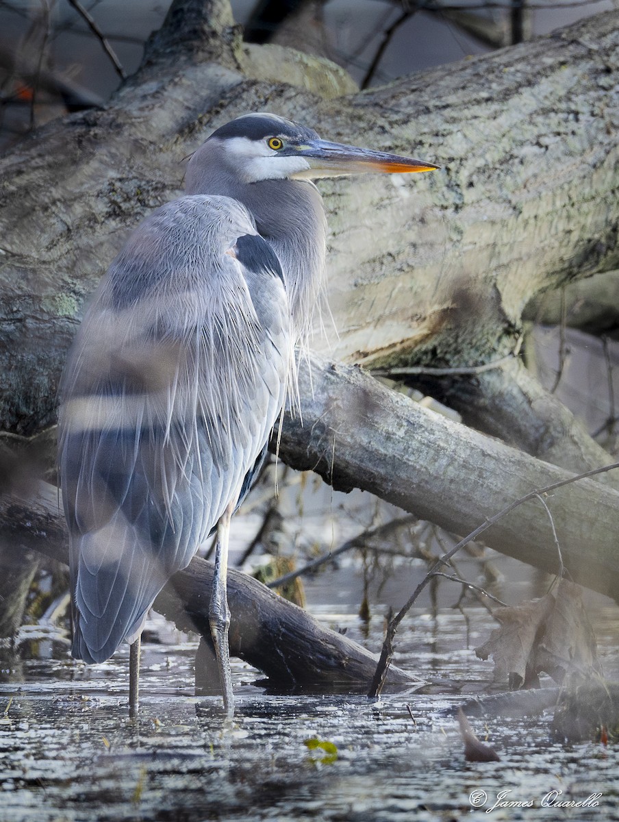 Great Blue Heron - ML645489769