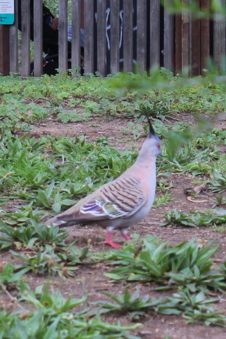 Crested Pigeon - ML645489770