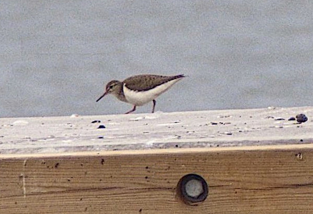 Temminck's Stint - ML645489771