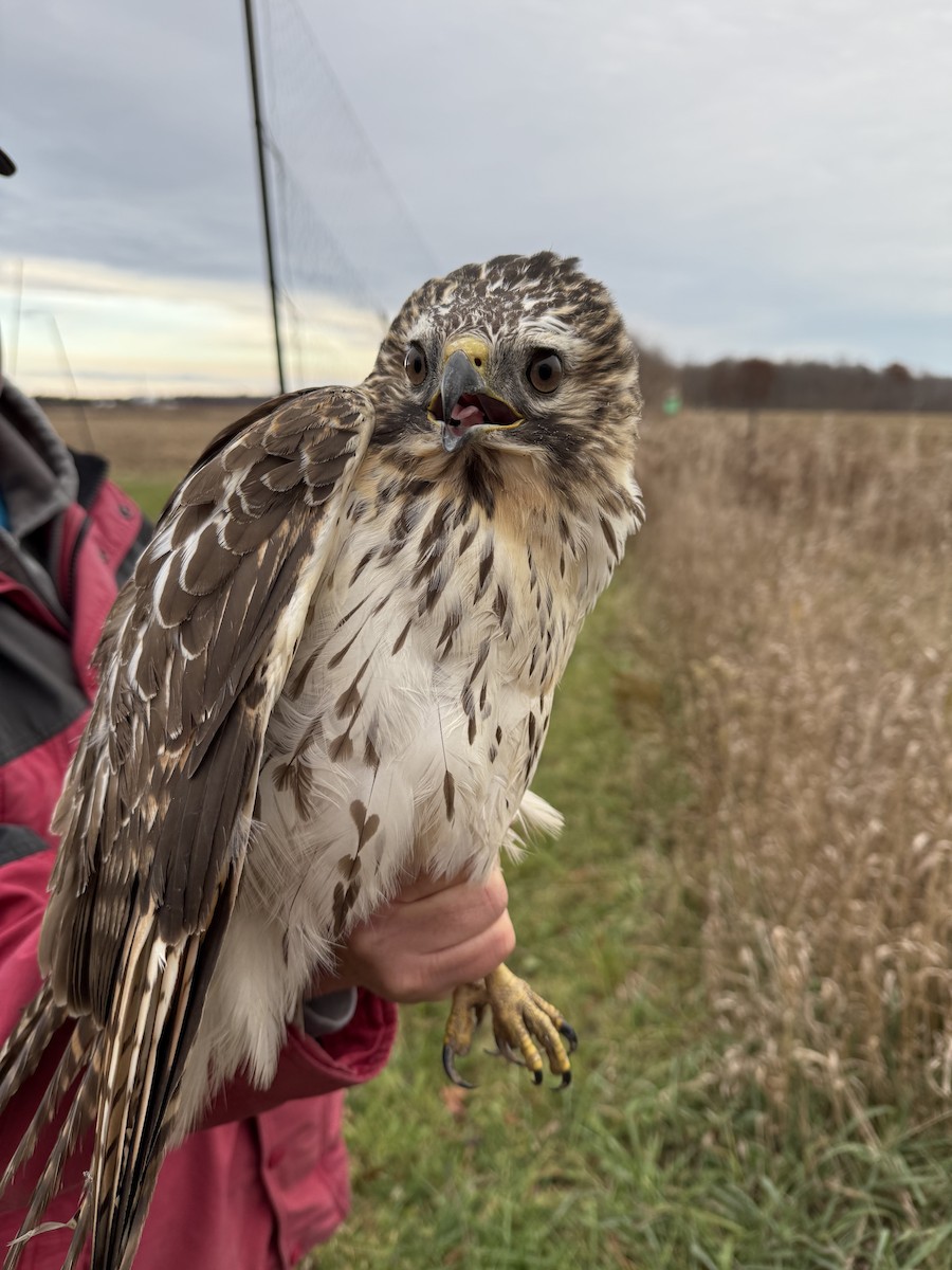 Red-shouldered Hawk - ML645489772