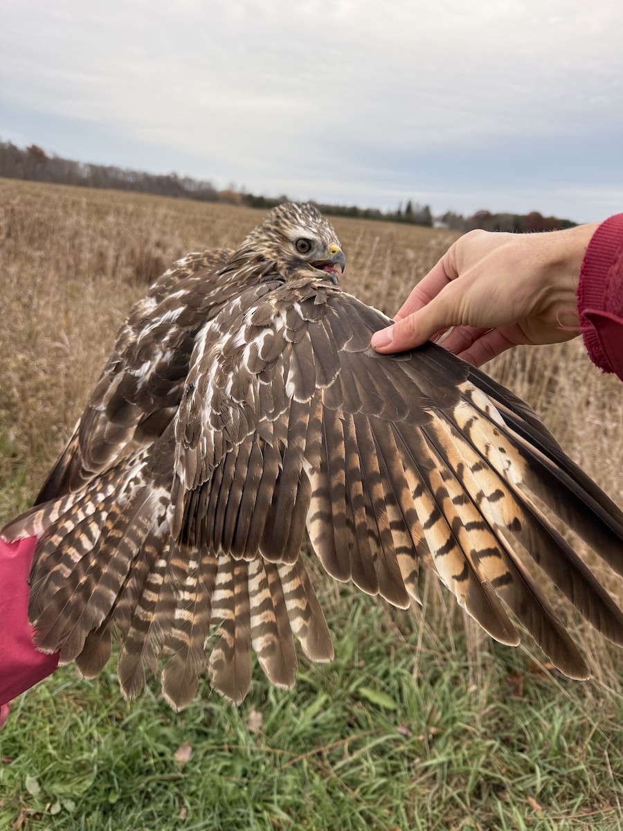 Red-shouldered Hawk - ML645489773