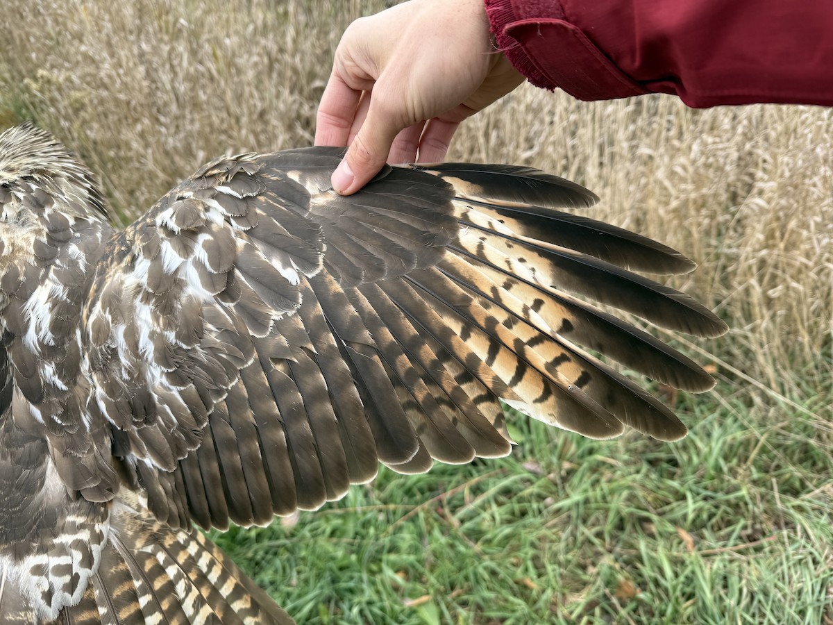 Red-shouldered Hawk - ML645489774