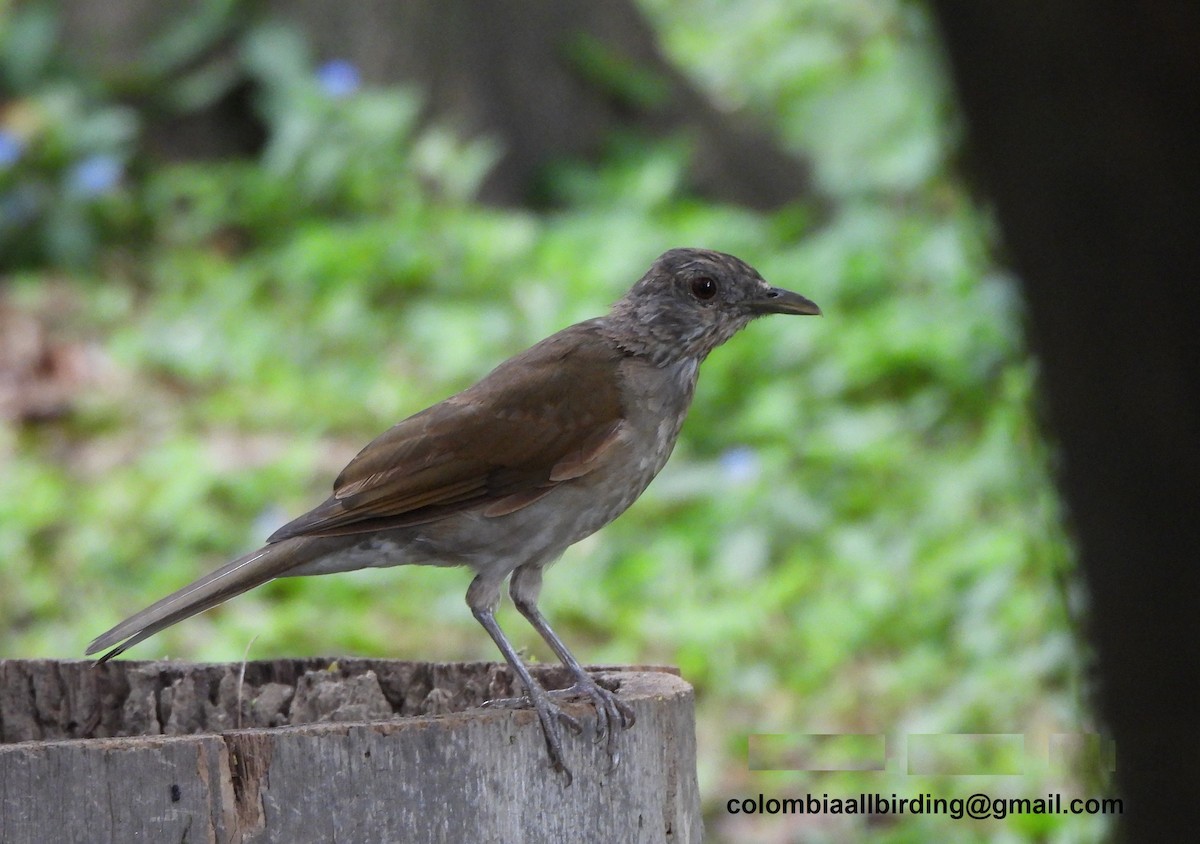 Pale-breasted Thrush - ML645489775