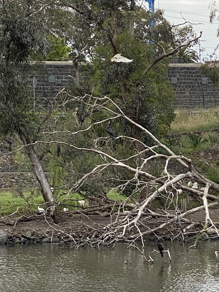 Great Cormorant - ML645489781