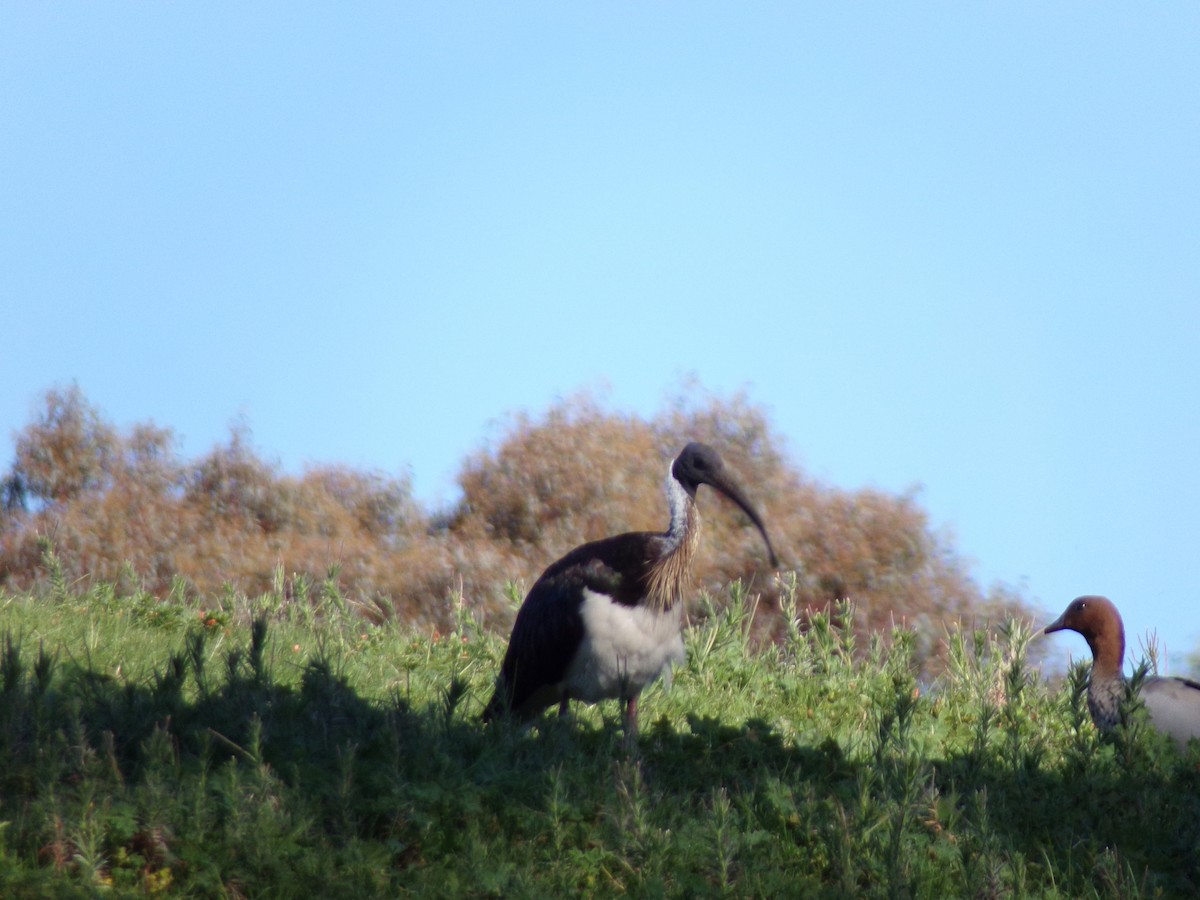 Straw-necked Ibis - ML645489782