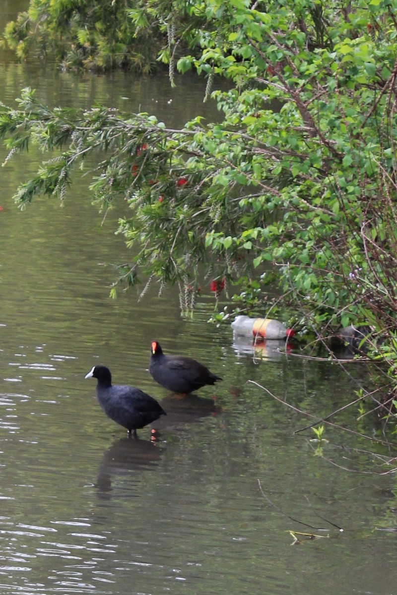 Dusky Moorhen - ML645489784
