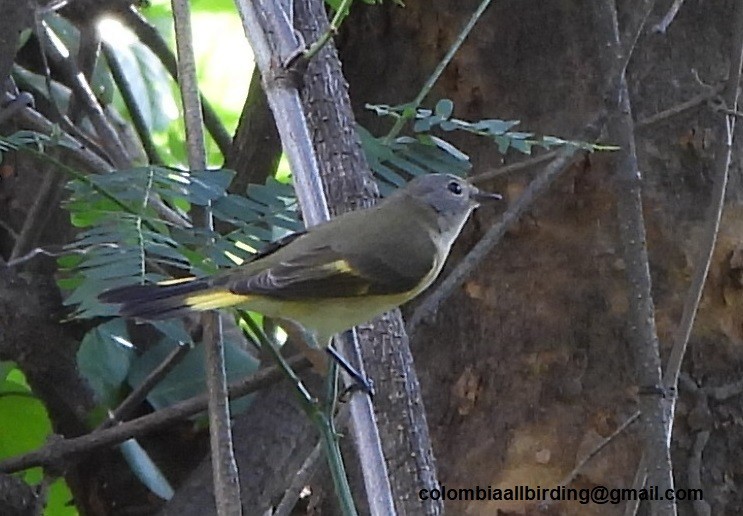 Горихвостковая древесница - ML645489812