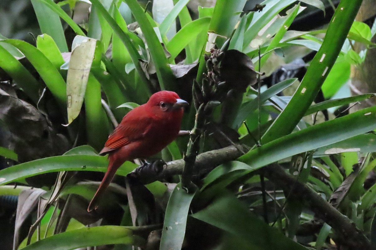 Hepatic Tanager - ML645489822