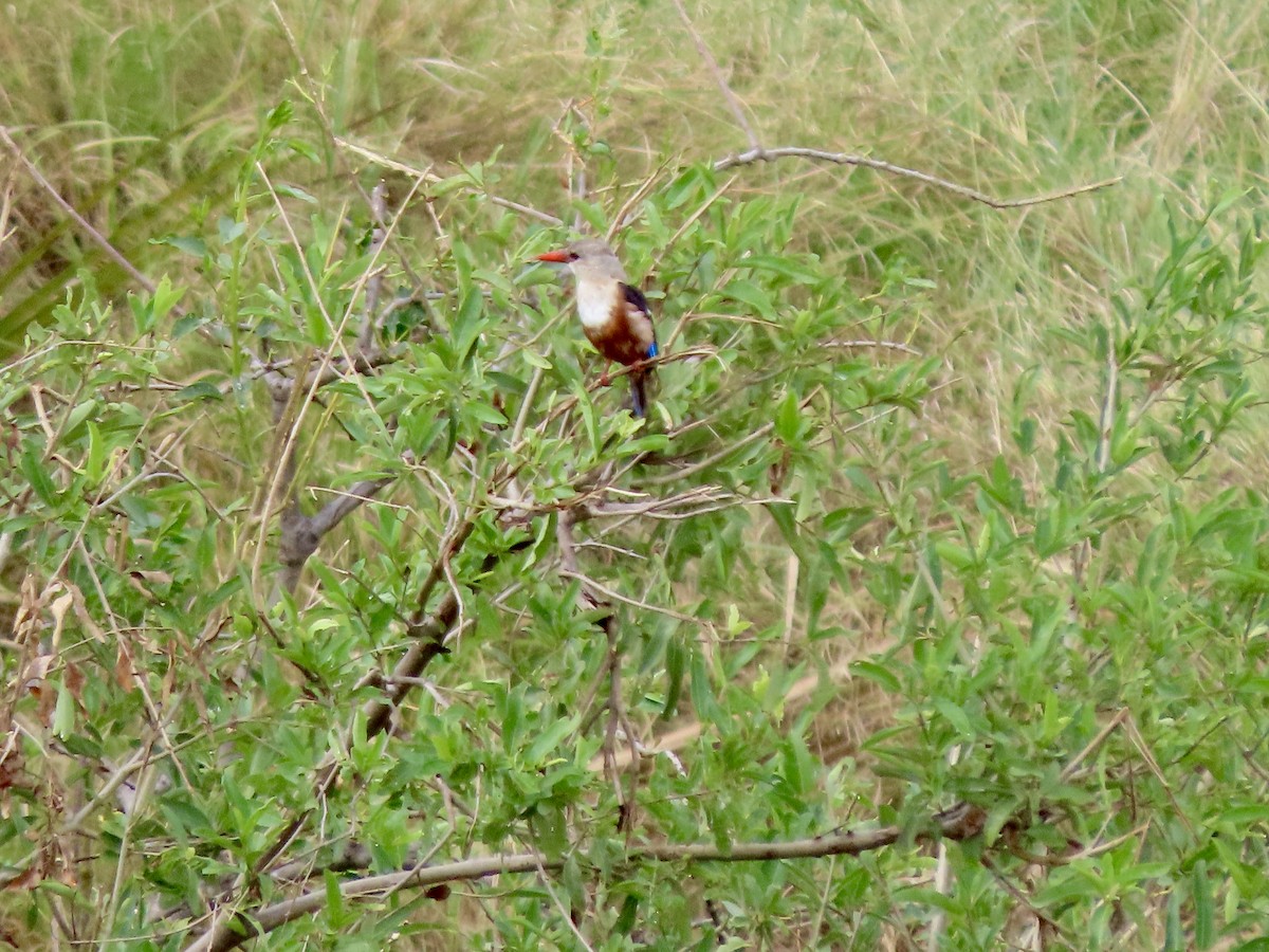 Martin-chasseur à tête grise - ML645489840