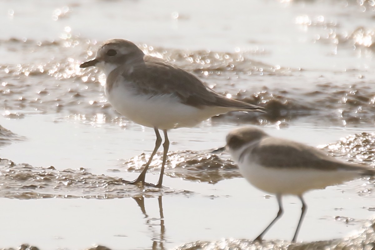 Tibet Cılıbıtı - ML645489856