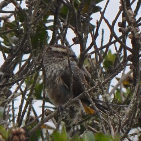 Andean Tit-Spinetail - ML645489867