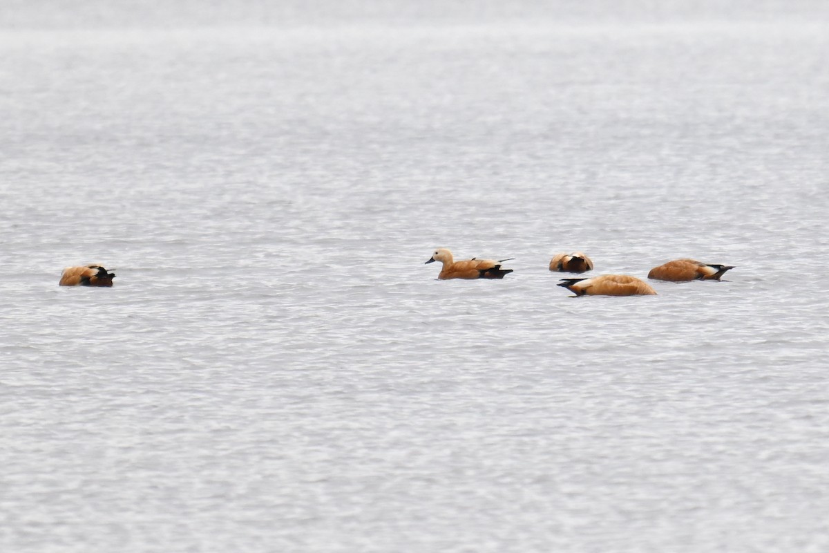 Ruddy Shelduck - ML645489873