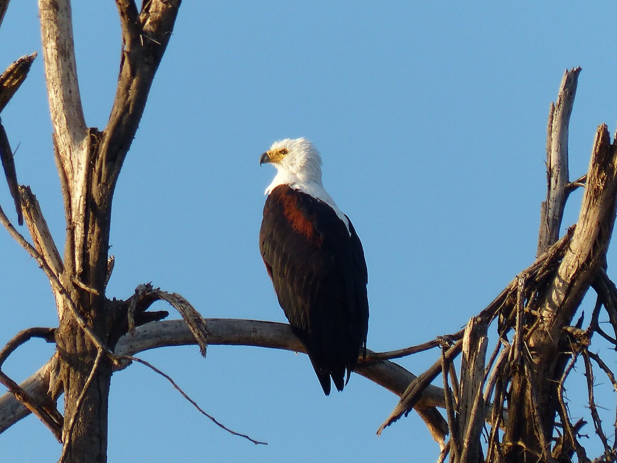 flodørn - ML645489875