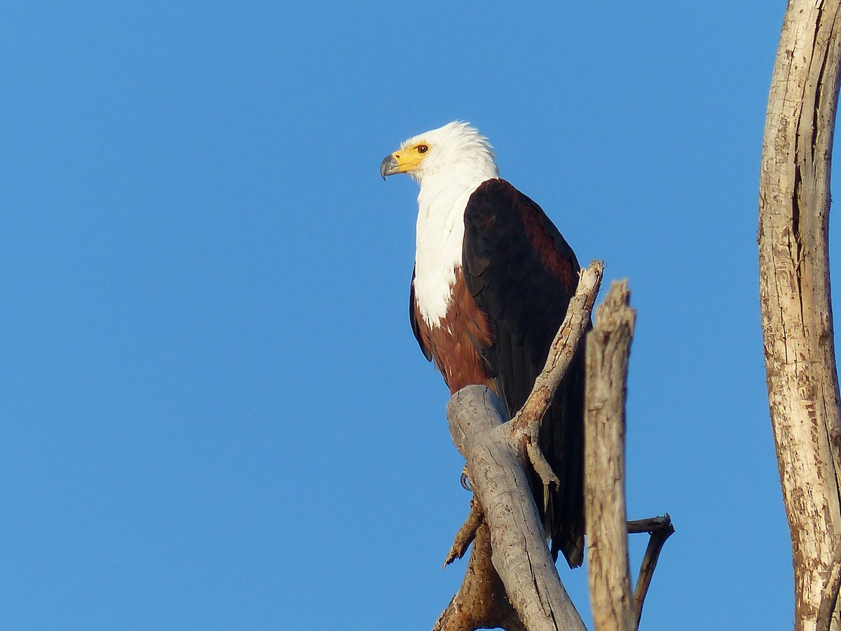 flodørn - ML645489877