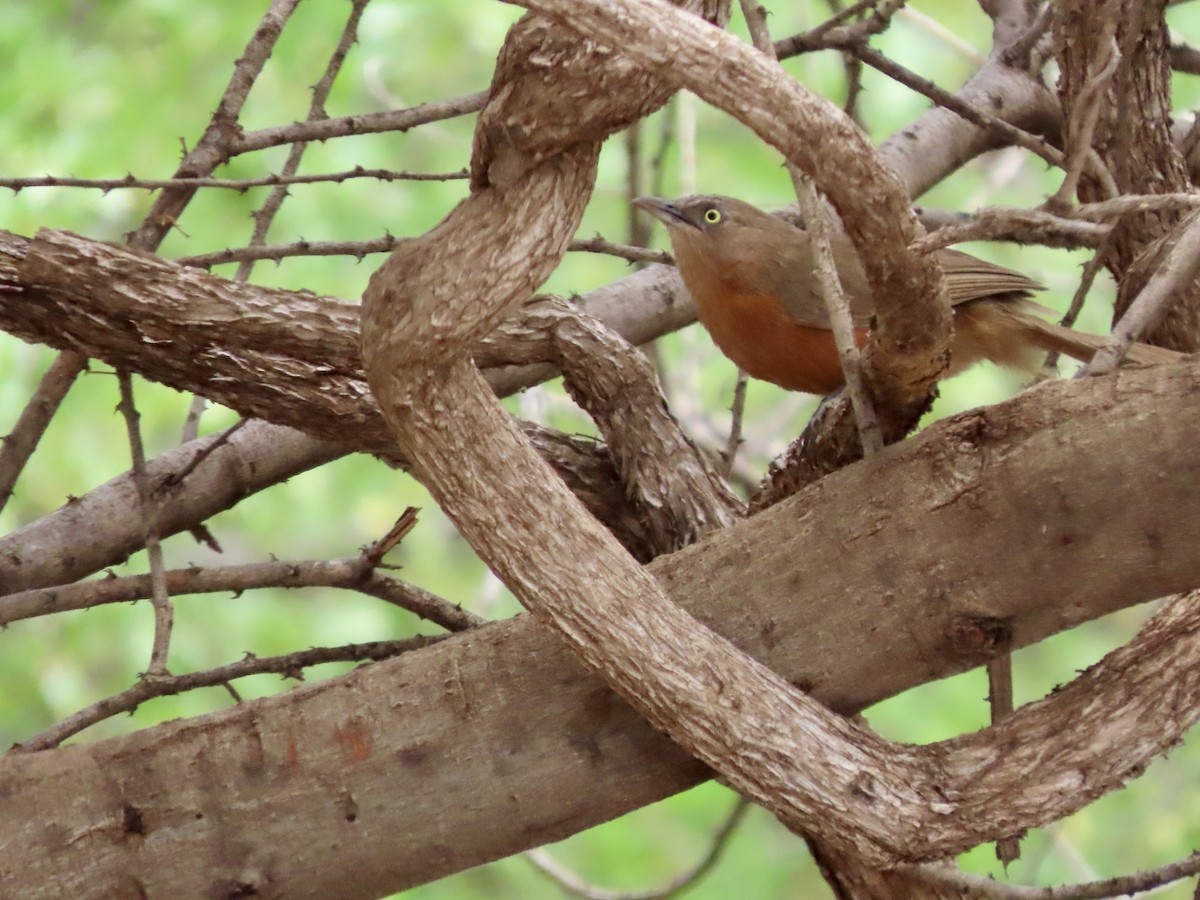 Rufous Chatterer - ML645489878