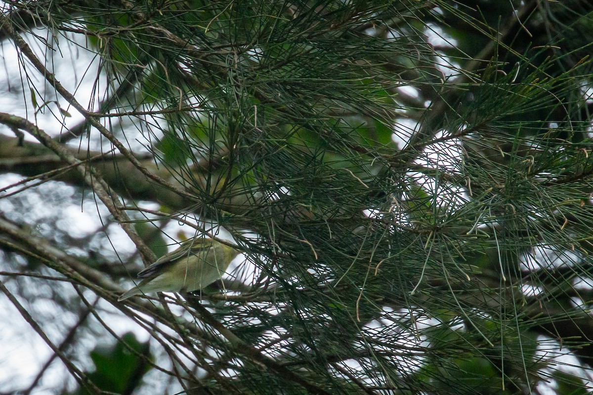 Tennessee Warbler - ML645489880