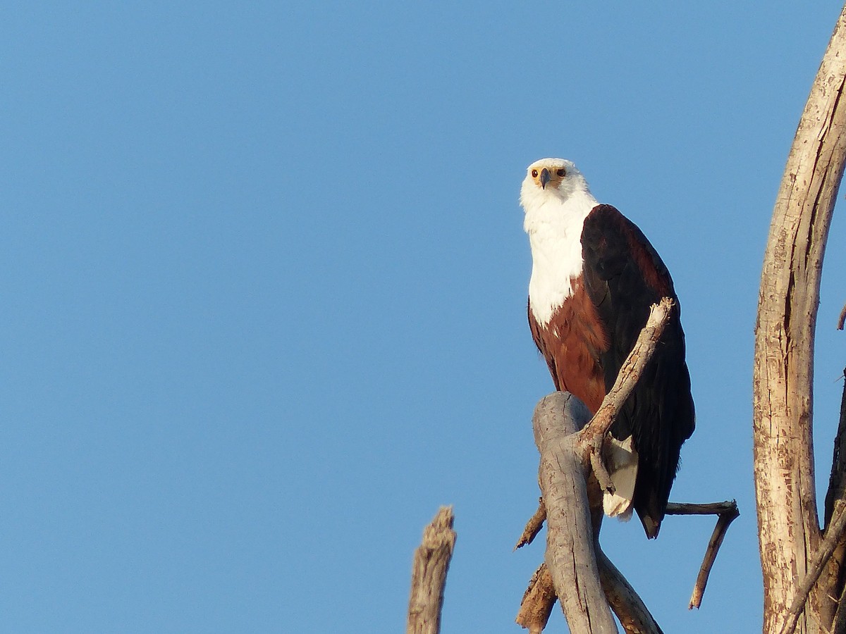 flodørn - ML645489887