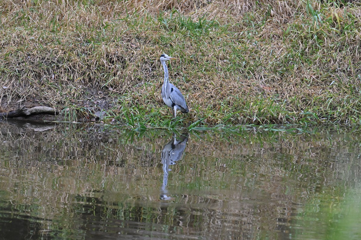 Gray Heron - ML645489892