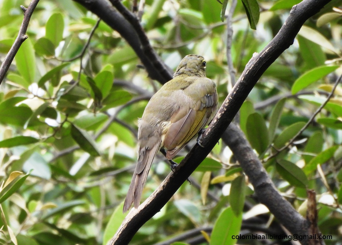 Olive-gray Saltator - ML645489901