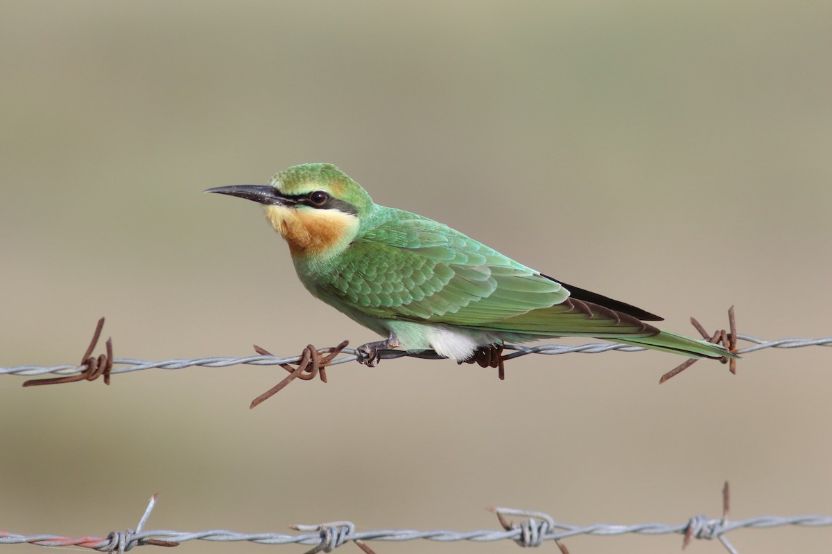 שרקרק ירוק - ML645489910